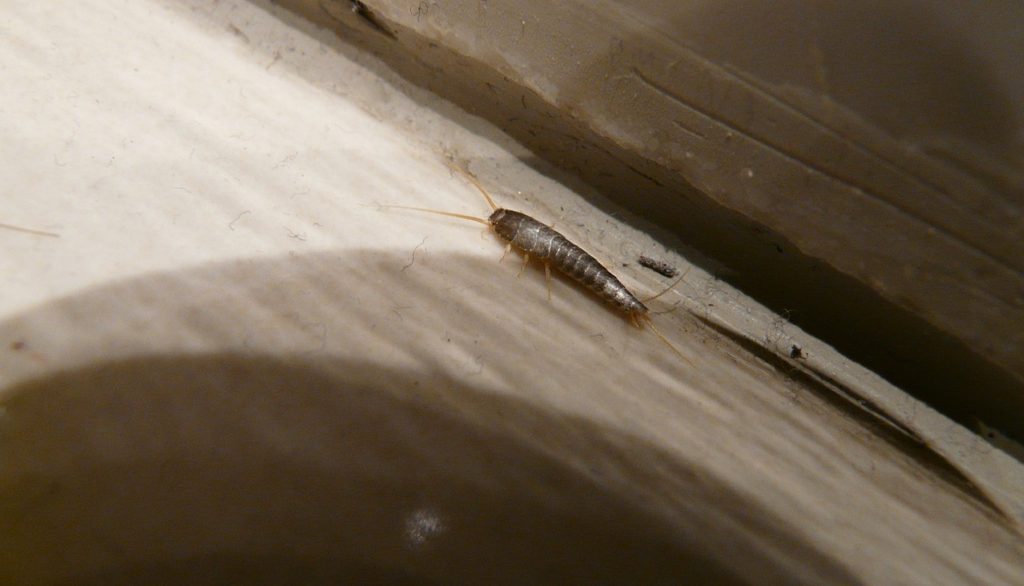 How to Prevent Silverfish from Invading Your Home