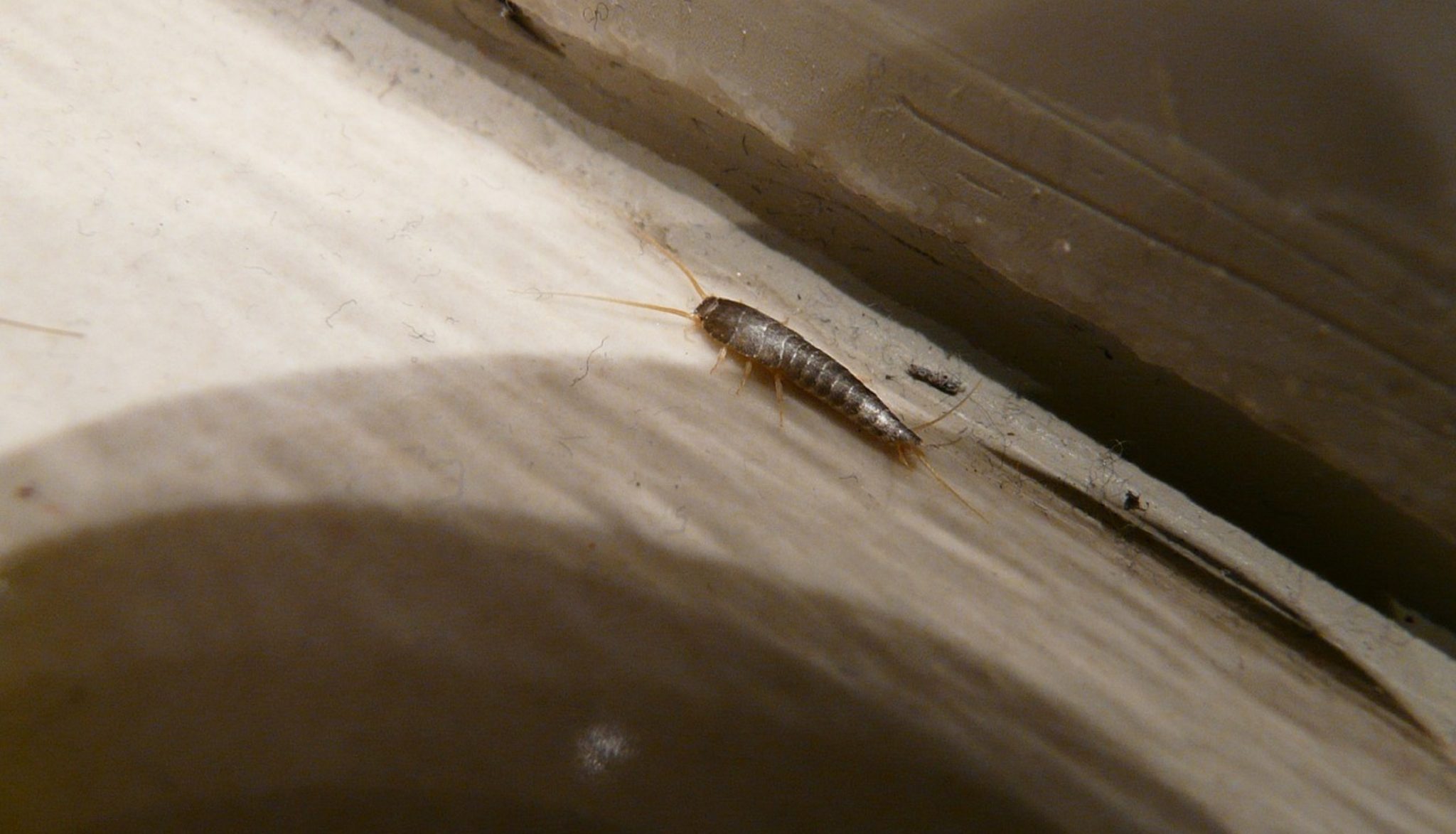 How to Prevent Silverfish from Invading Your Home - Allrid Pest Control