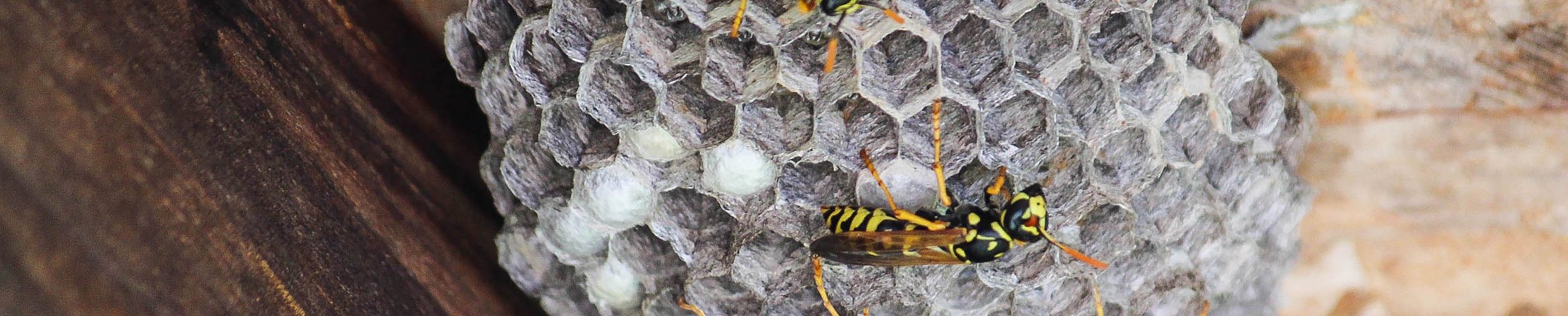 wasps nest